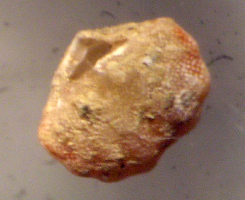 Argyrotheca cuneata (Risso, 1826)